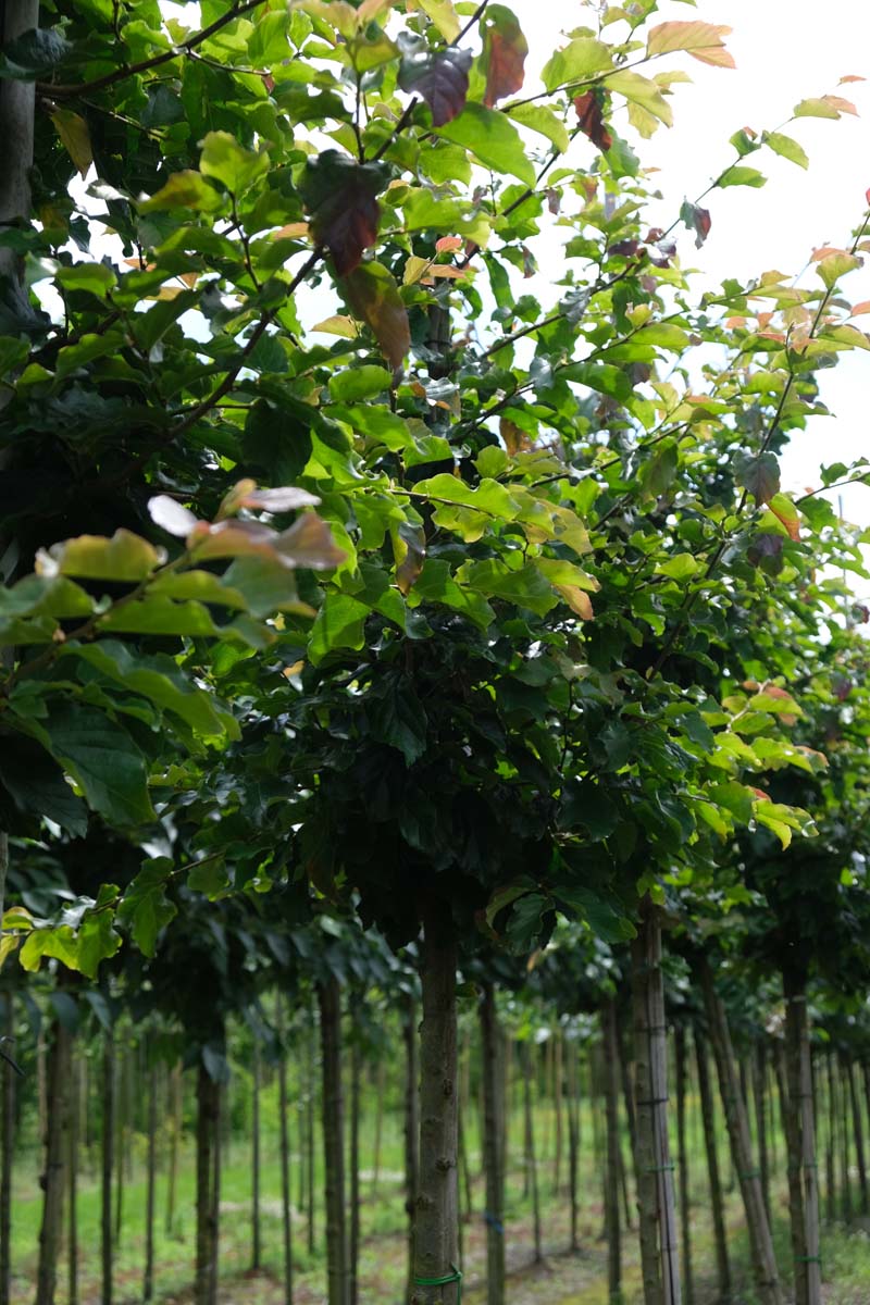 Parrotia persica 'Jodrell Bank' op stam op stam