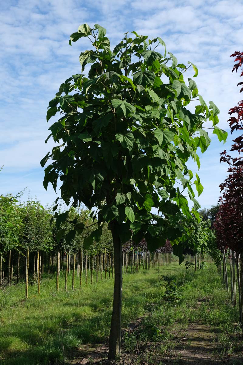Paulownia tomentosa op stam op stam
