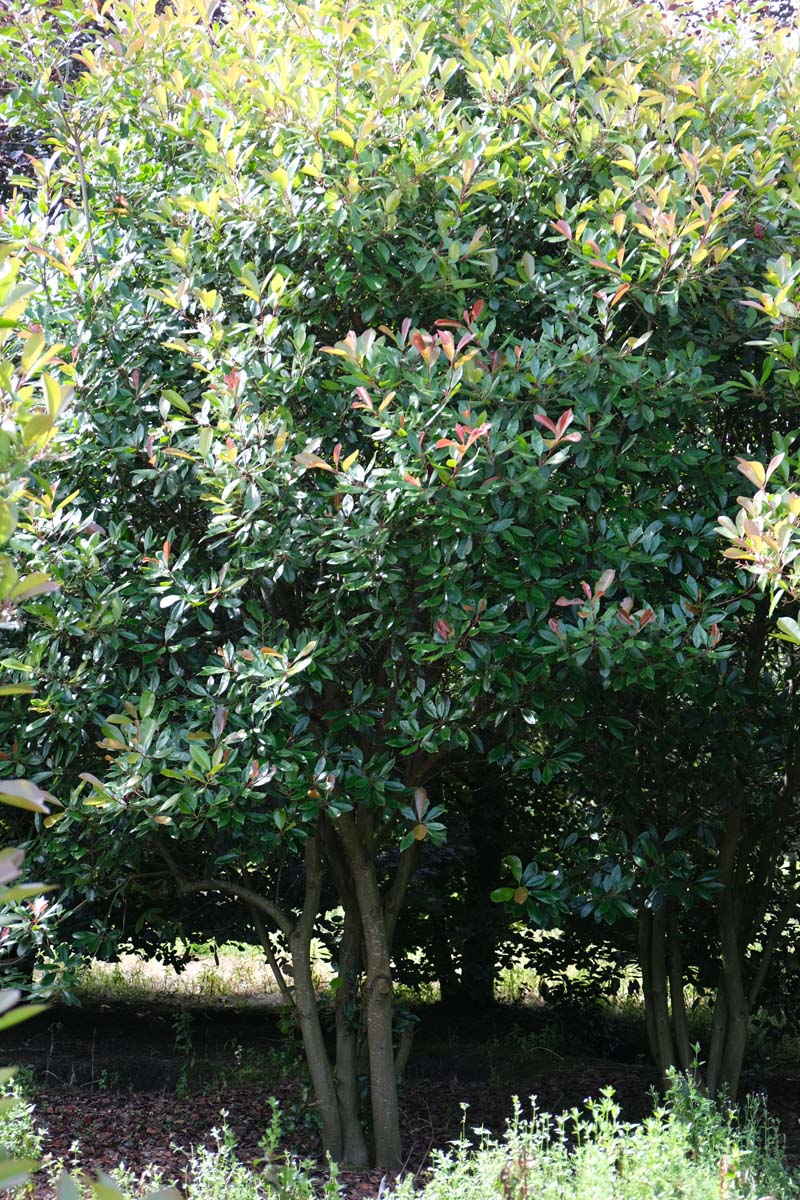 Photinia fraseri 'Red Robin' meerstammig / struik meerstammig