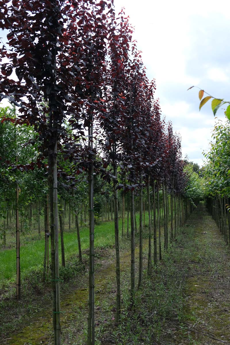 Prunus cerasifera 'Nigra' op stam op stam