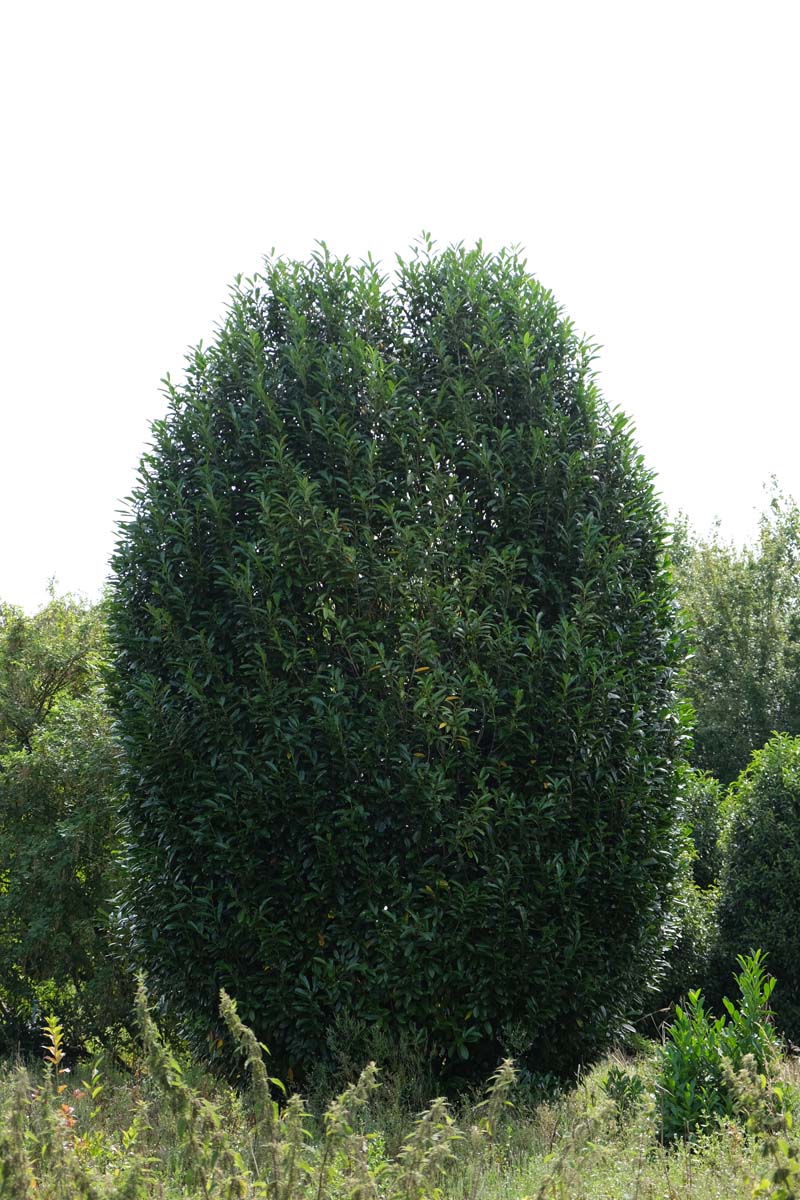 Prunus laurocerasus 'Greentorch' meerstammig / struik struik