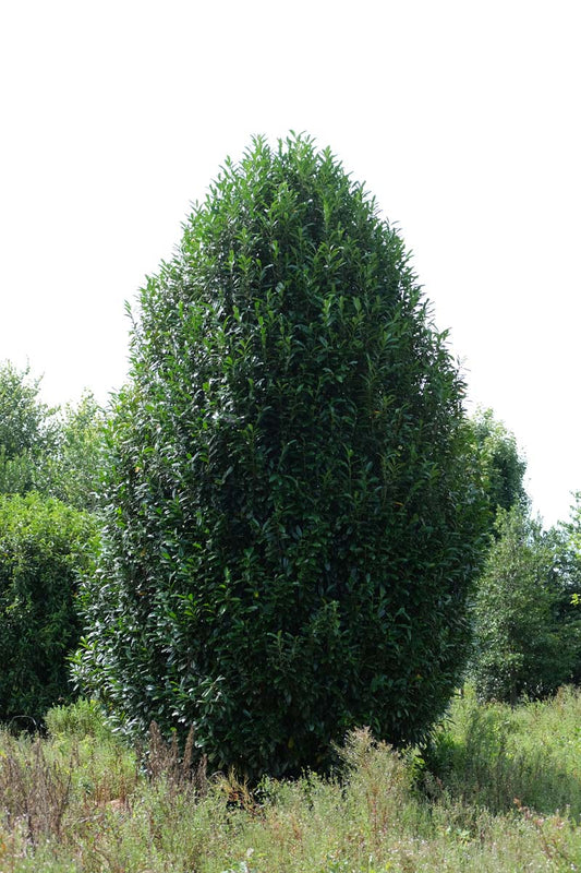 Prunus laurocerasus 'Reynvaanii' meerstammig / struik struik