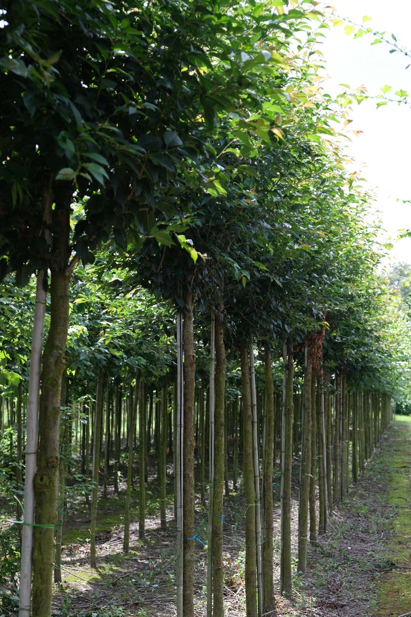 Prunus 'Pandora' op stam op stam