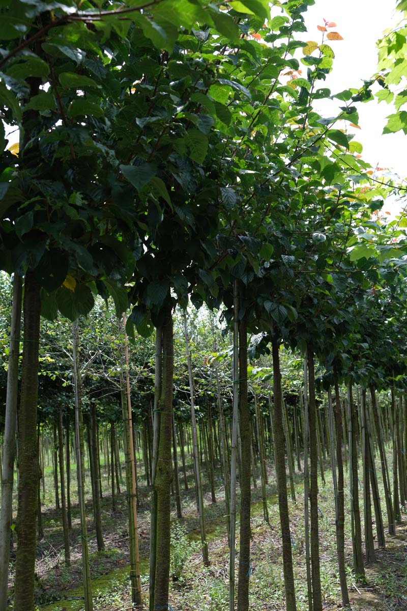 Prunus sargentii 'Rancho' op stam op stam