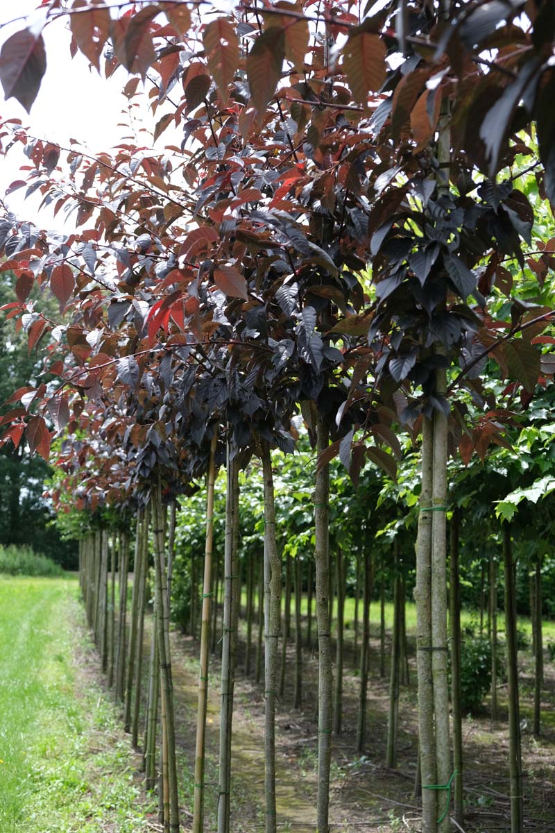 Prunus serrulata 'Royal Burgundy' op stam op stam