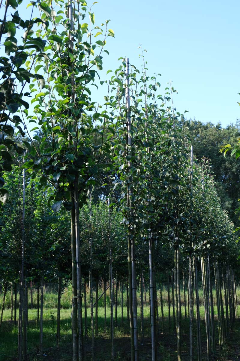Pyrus communis caucasica op stam op stam