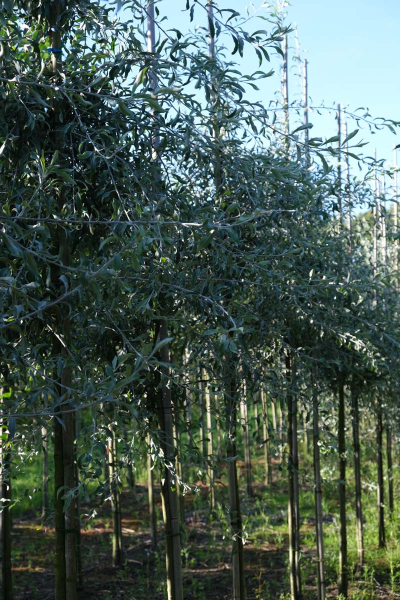 Pyrus salicifolia 'Pendula' op stam op stam