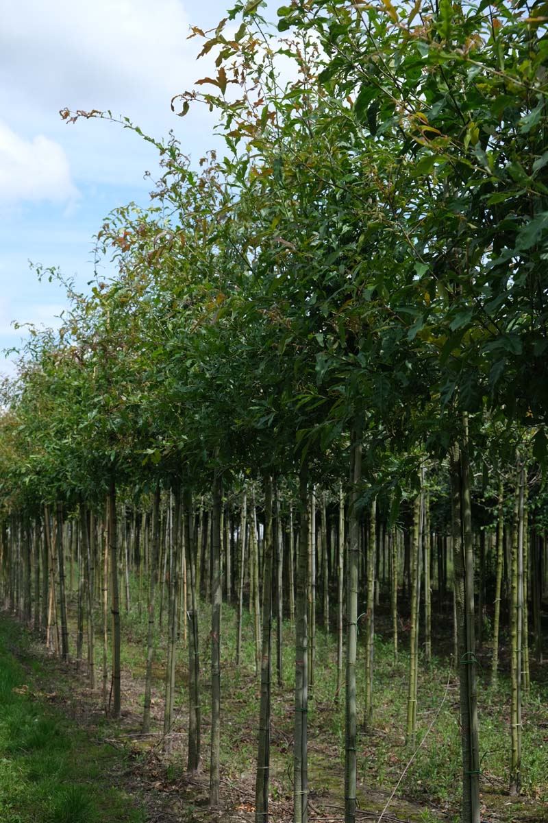 Quercus nigra op stam op stam