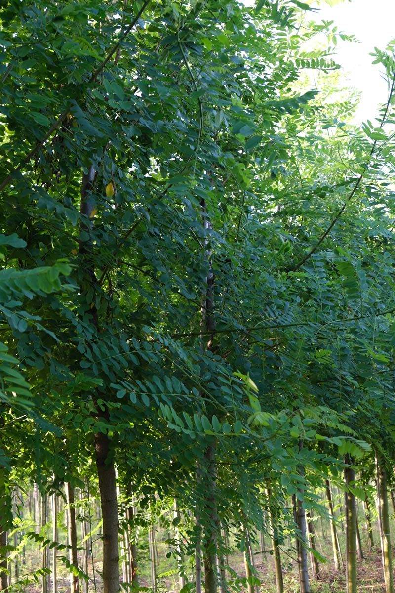 Robinia margaretta 'Pink Cascade' op stam op stam