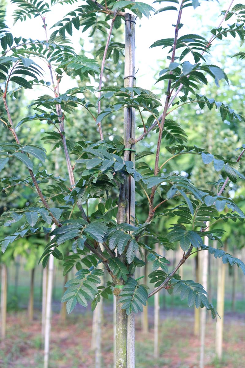 Sorbus 'Sunshine' op stam op stam