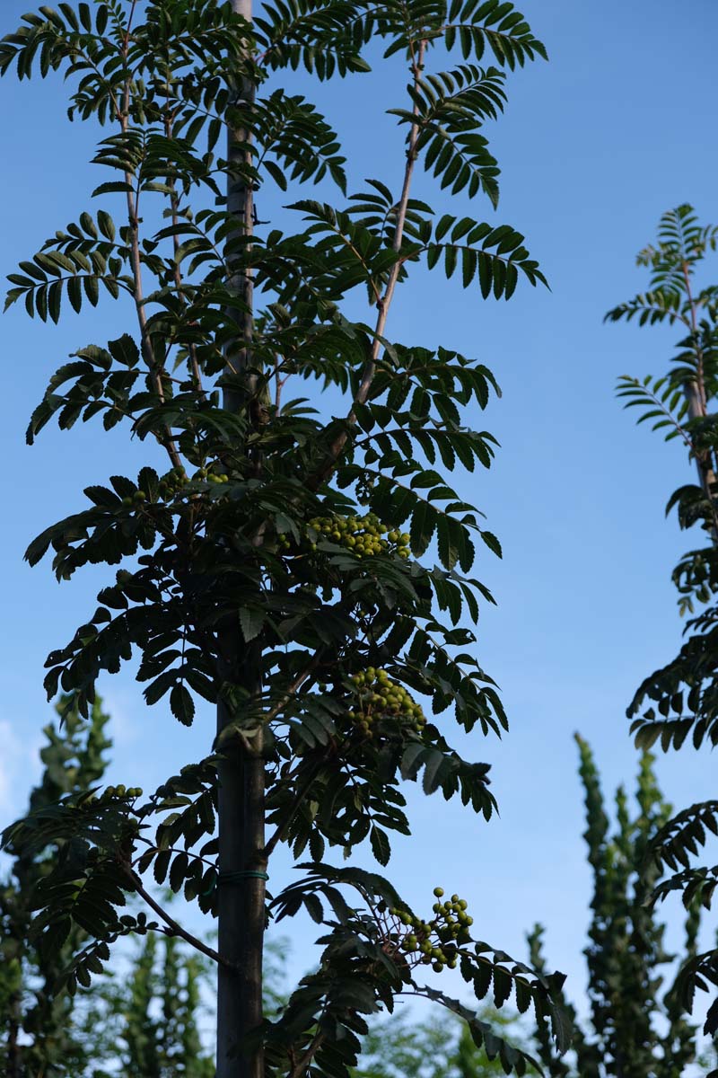 Sorbus 'Sunshine' op stam op stam