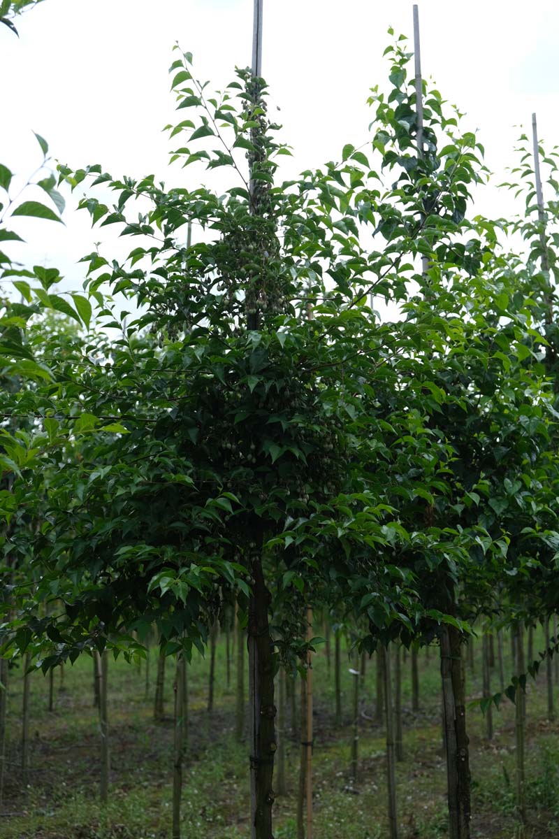 Styrax japonicus op stam op stam