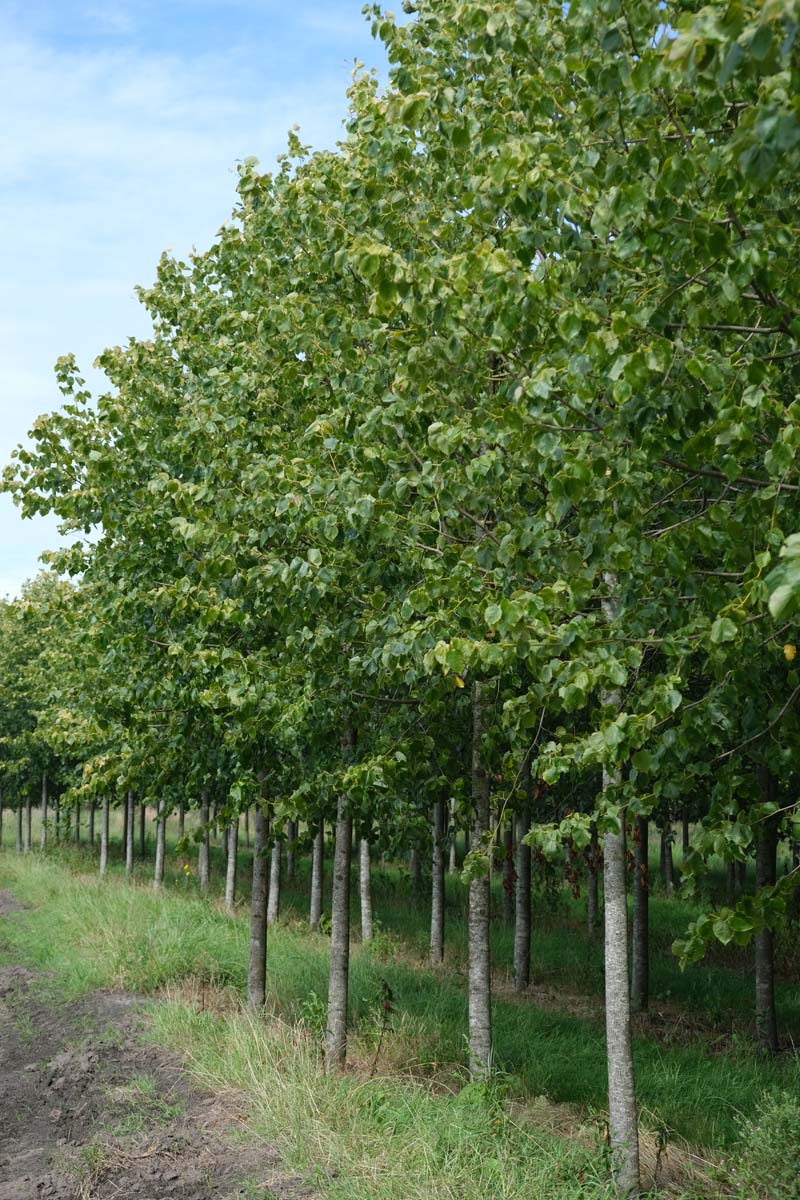 Tilia europaea 'Euchlora' op stam op stam
