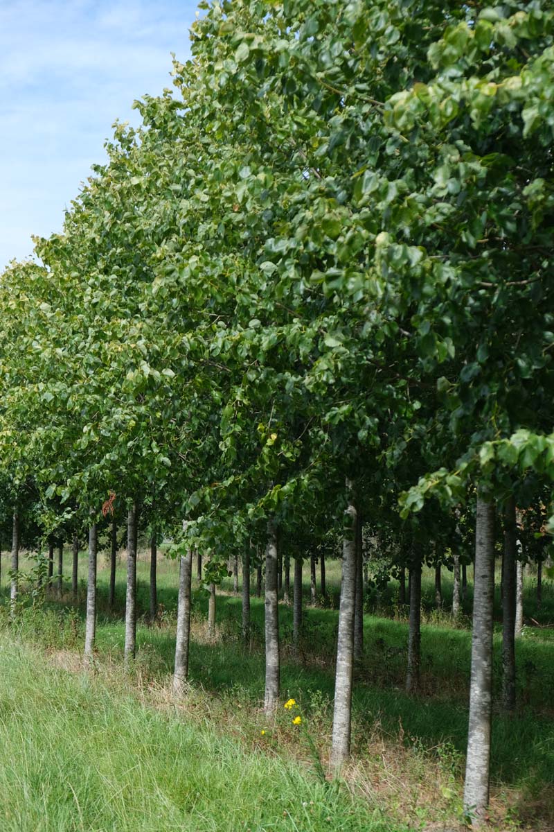 Tilia europaea 'Euchlora' op stam op stam