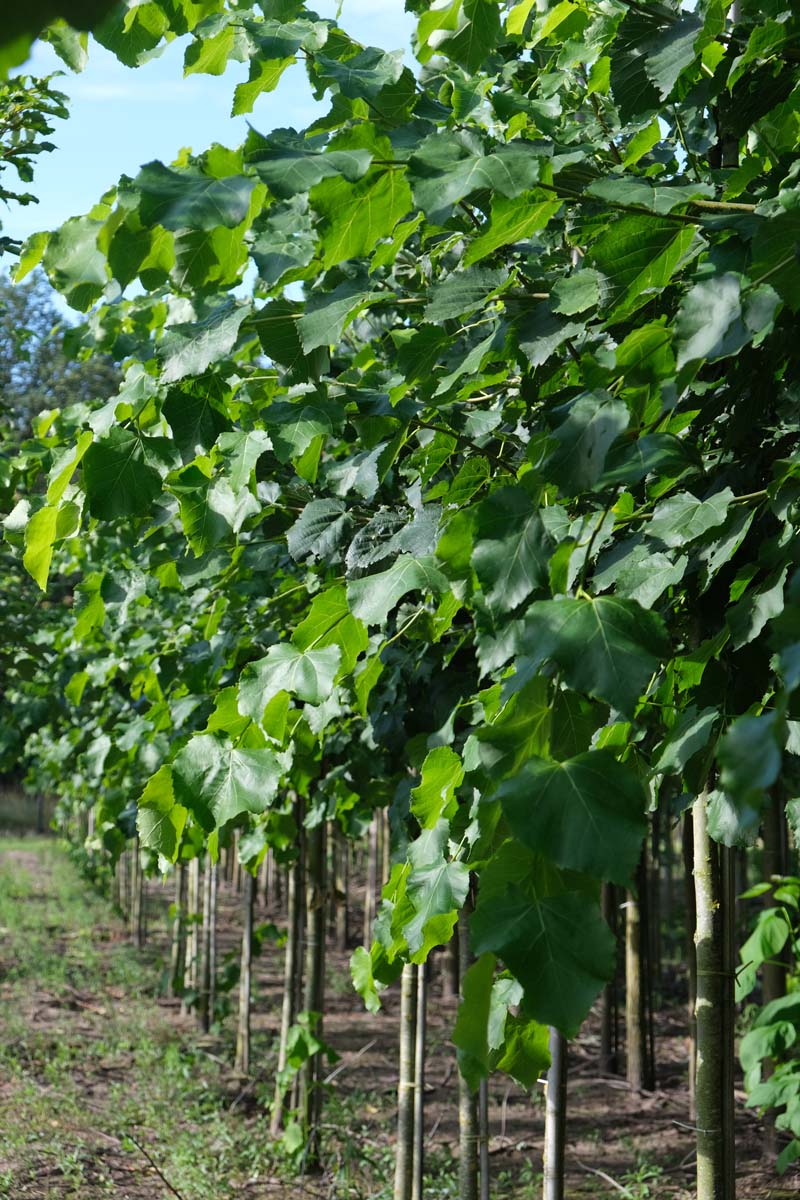 Tilia flavescens 'Glenleven' op stam op stam