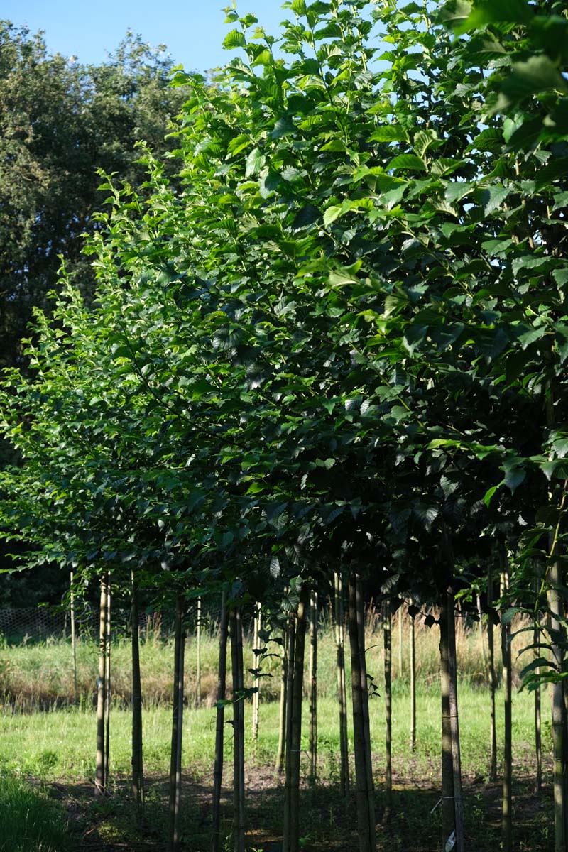 Ulmus 'Nanguen' op stam op stam