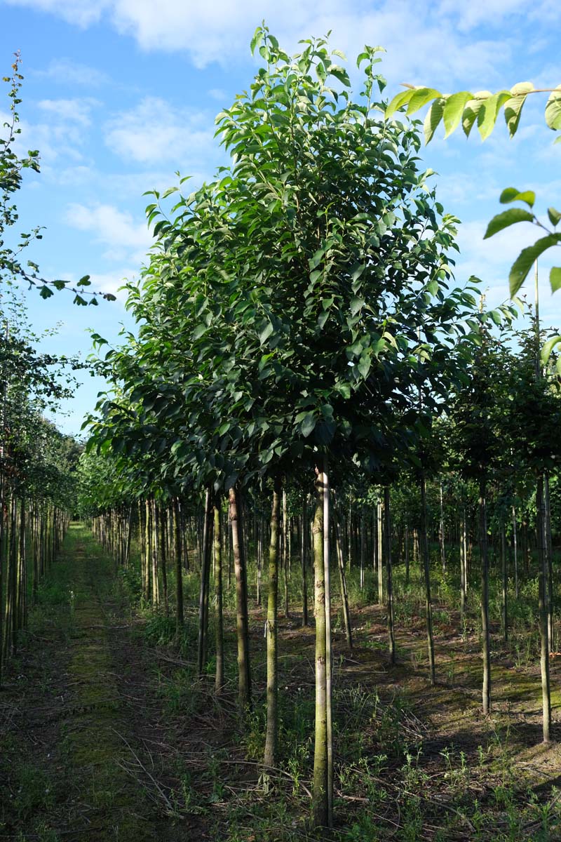 Ulmus 'Olmen' op stam op stam