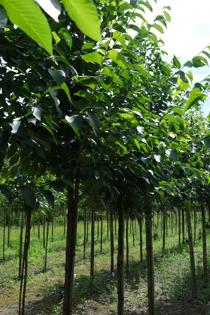 Ulmus 'Olmen' op stam op stam