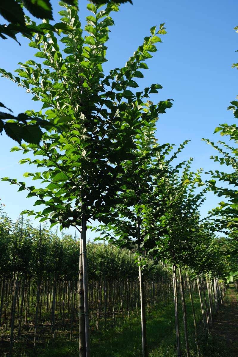 Ulmus 'Sapporo Autumn Gold' op stam op stam