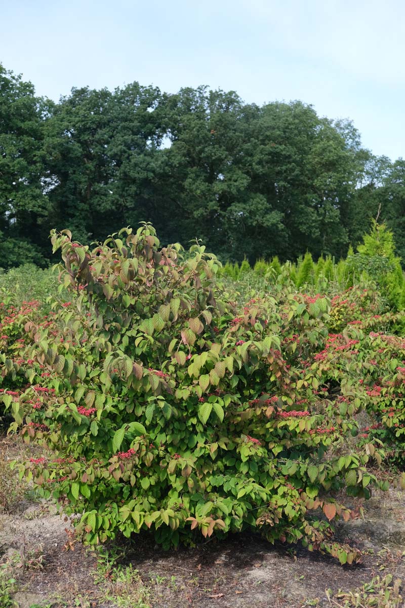 Viburnum plicatum 'Cascade' meerstammig / struik struik