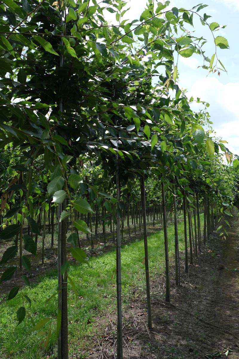 Zelkova serrata 'Fastigiata' op stam op stam