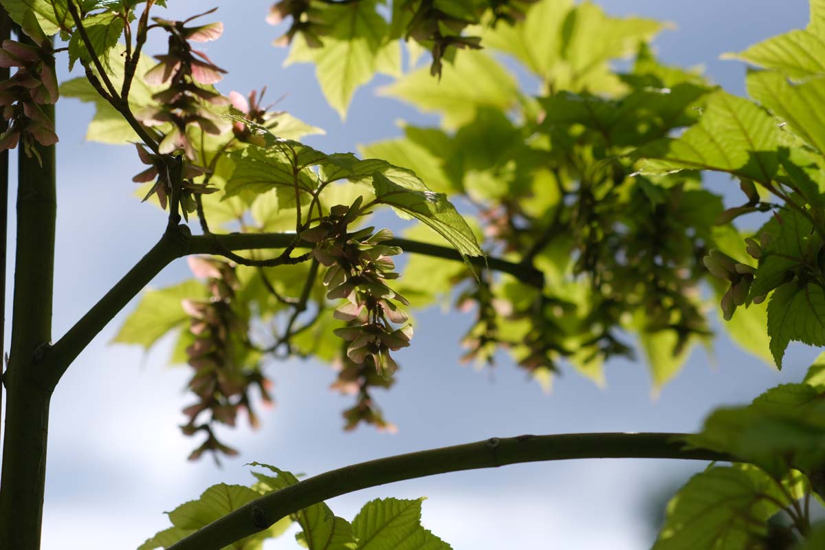 Acer pensylvanicum meerstammig / struik zaaddoos