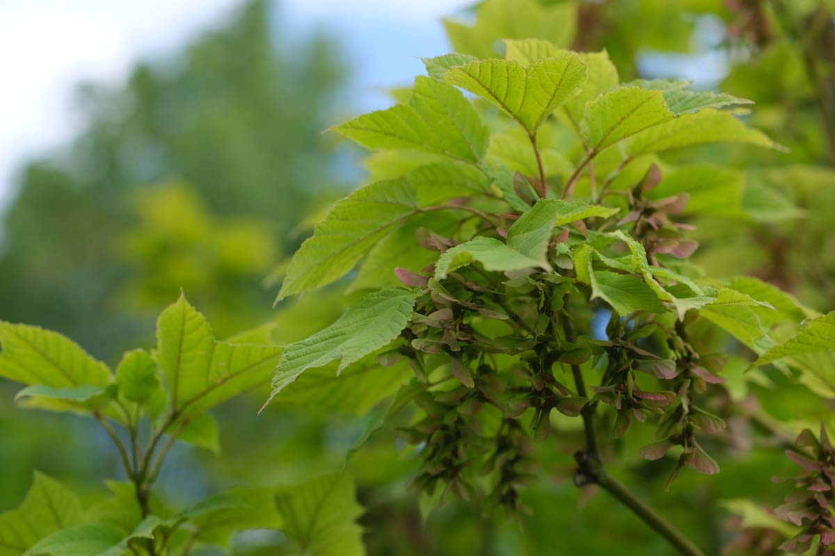Acer pensylvanicum Tuinplanten zaaddoos