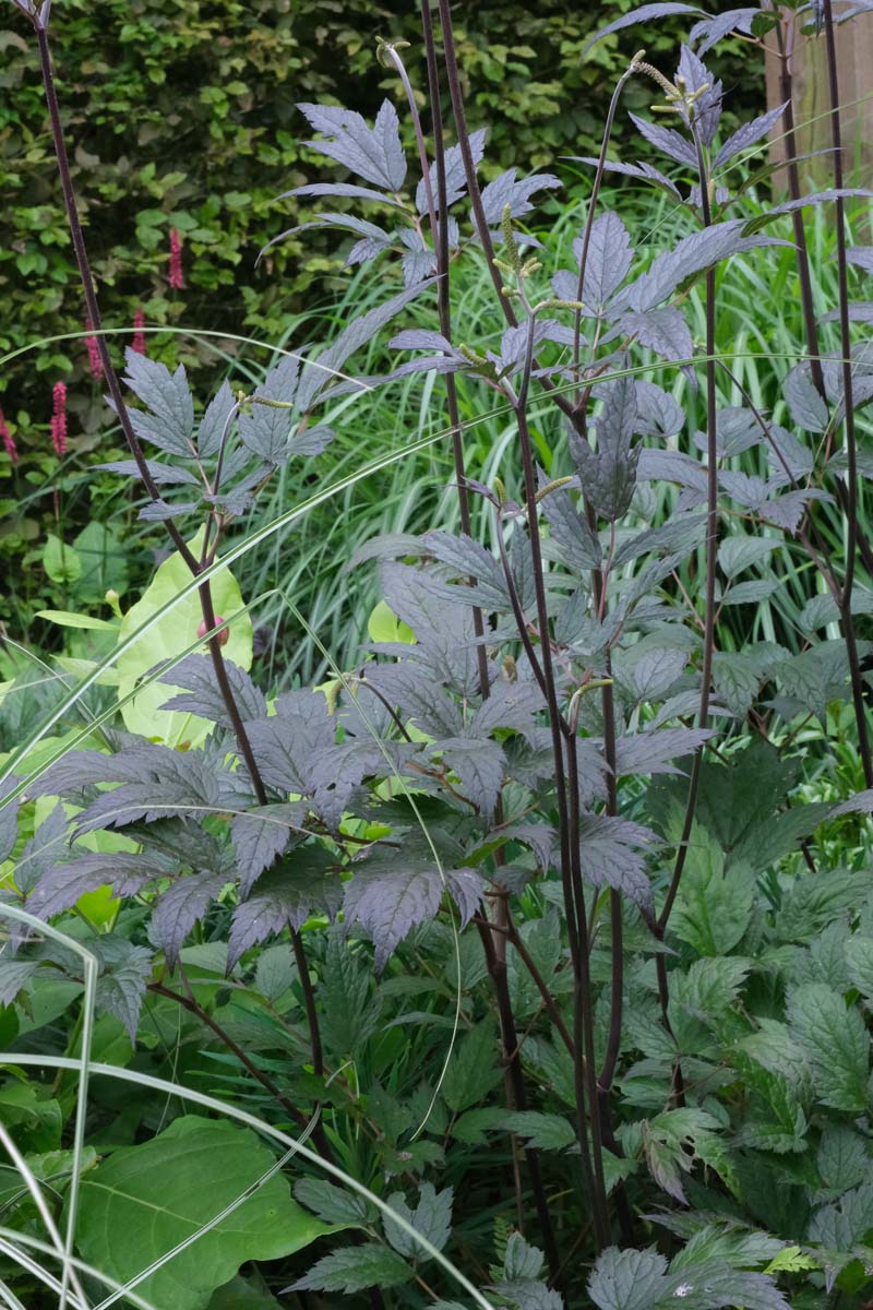 Actaea simplex 'Brunette' blad