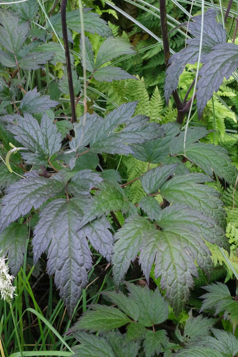 Actaea simplex 'Brunette' blad
