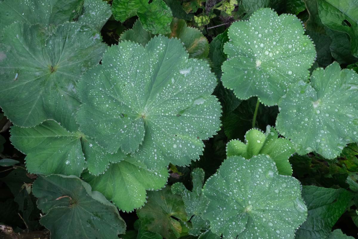 Alchemilla mollis blad
