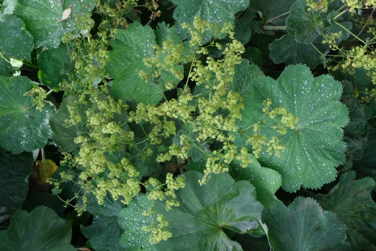 Alchemilla mollis bloem