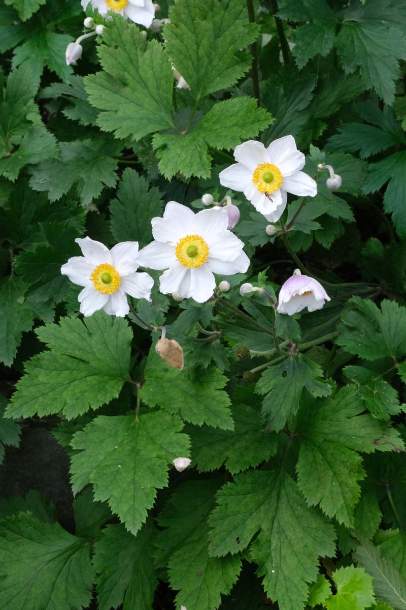 Anemone hybrida 'Honorine Jobert' bloem