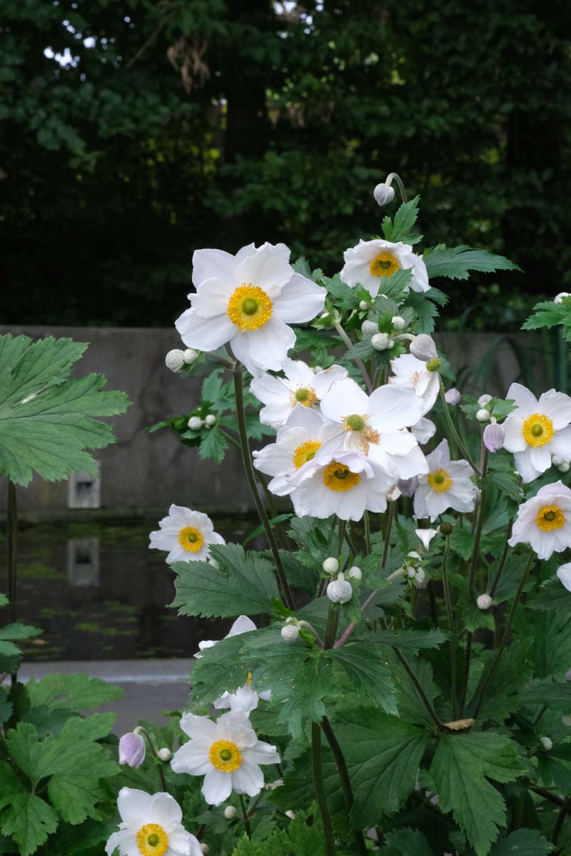 Anemone hybrida 'Honorine Jobert' bloem