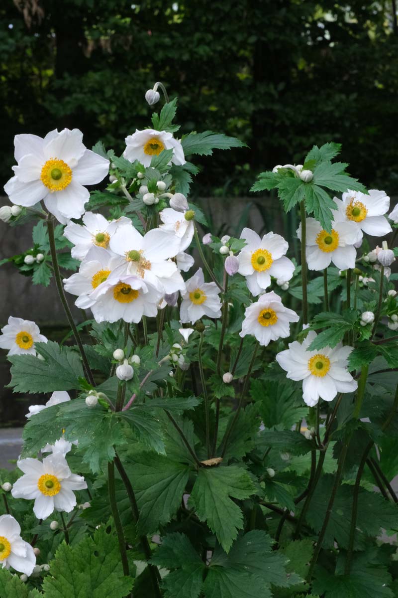 Anemone hybrida 'Honorine Jobert' bloem