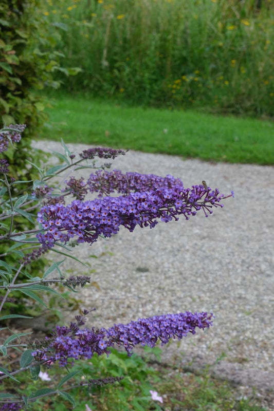 Buddleja davidii 'Nanho Purple' meerstammig / struik bloem