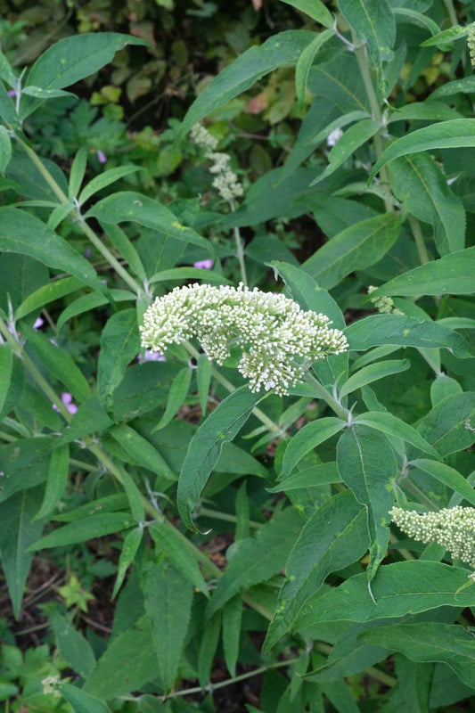 Buddleja davidii 'White Profusion' Tuinplanten bloem