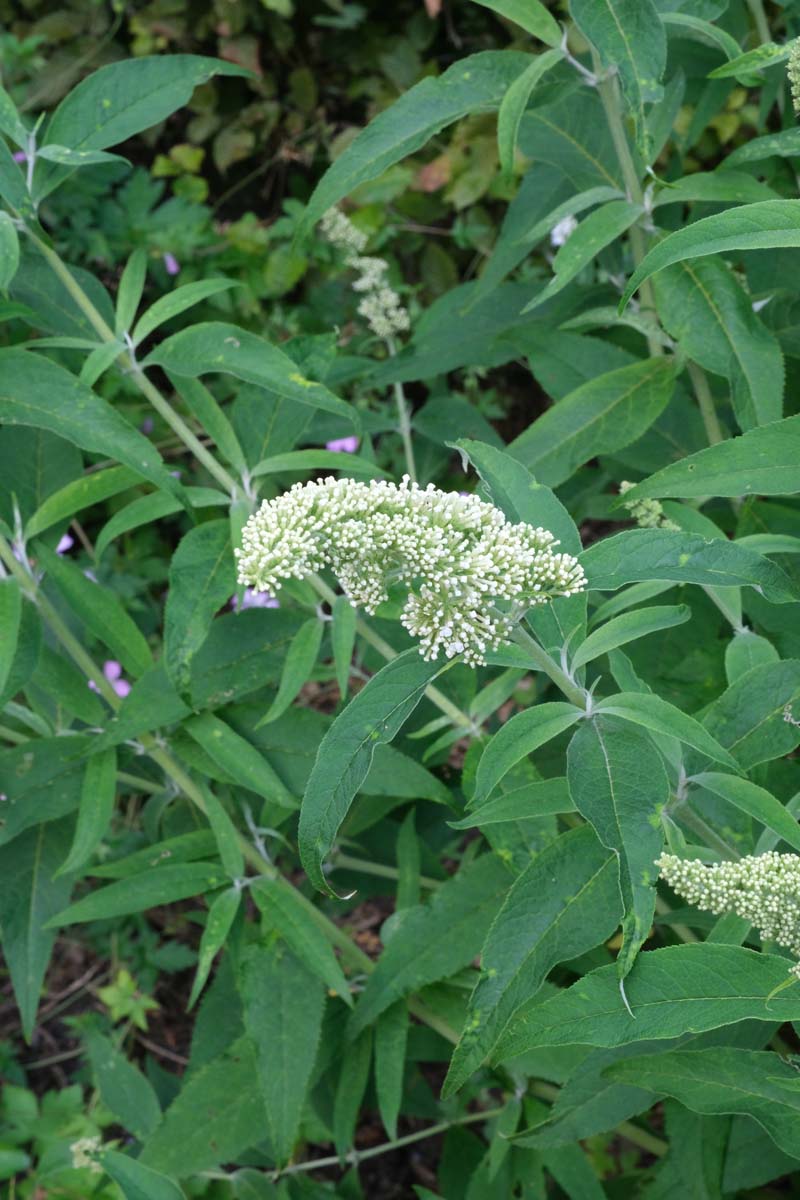 Buddleja davidii 'White Profusion' haagplant bloem