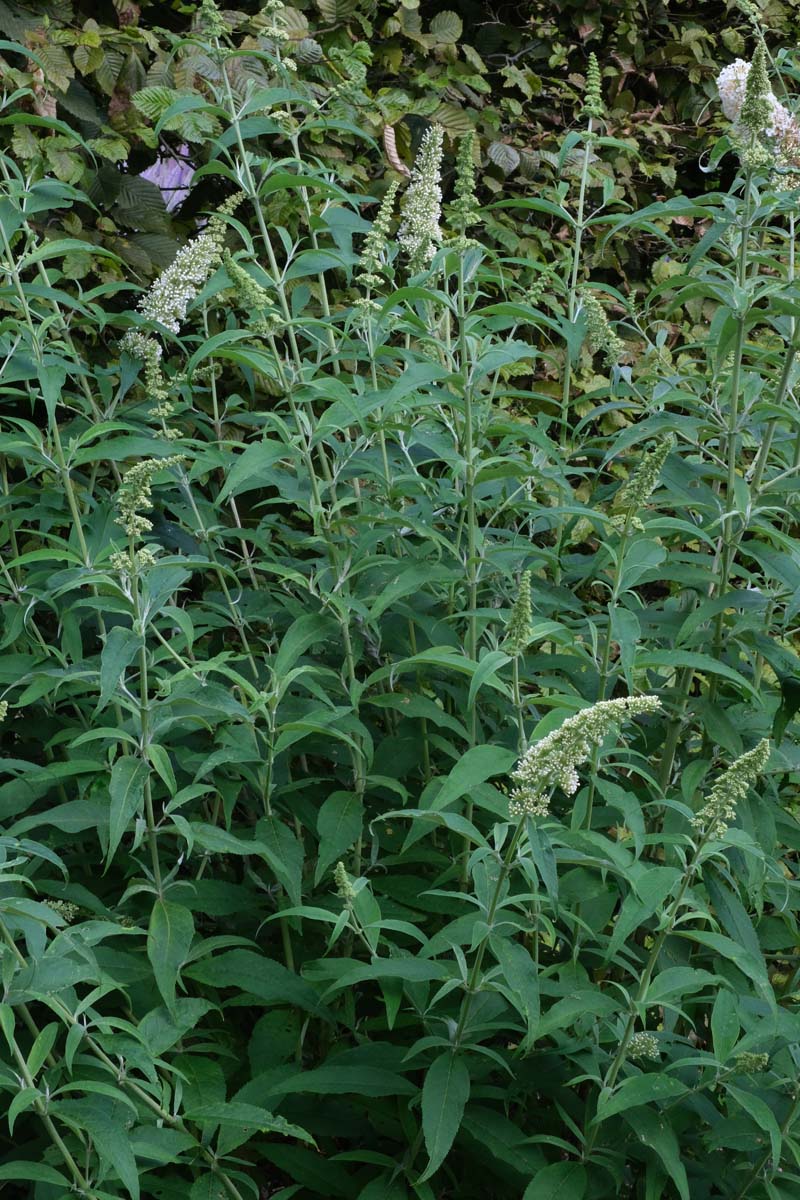 Buddleja davidii 'White Profusion' blad
