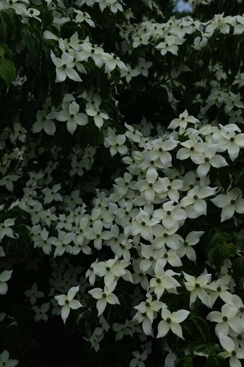 Cornus kousa meerstammig / struik bloesem