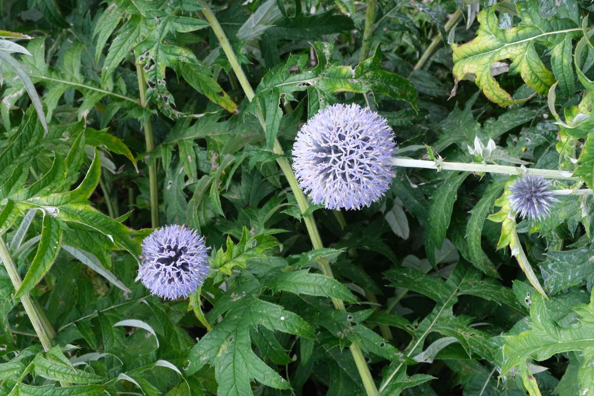 Echinops bannaticus bloem