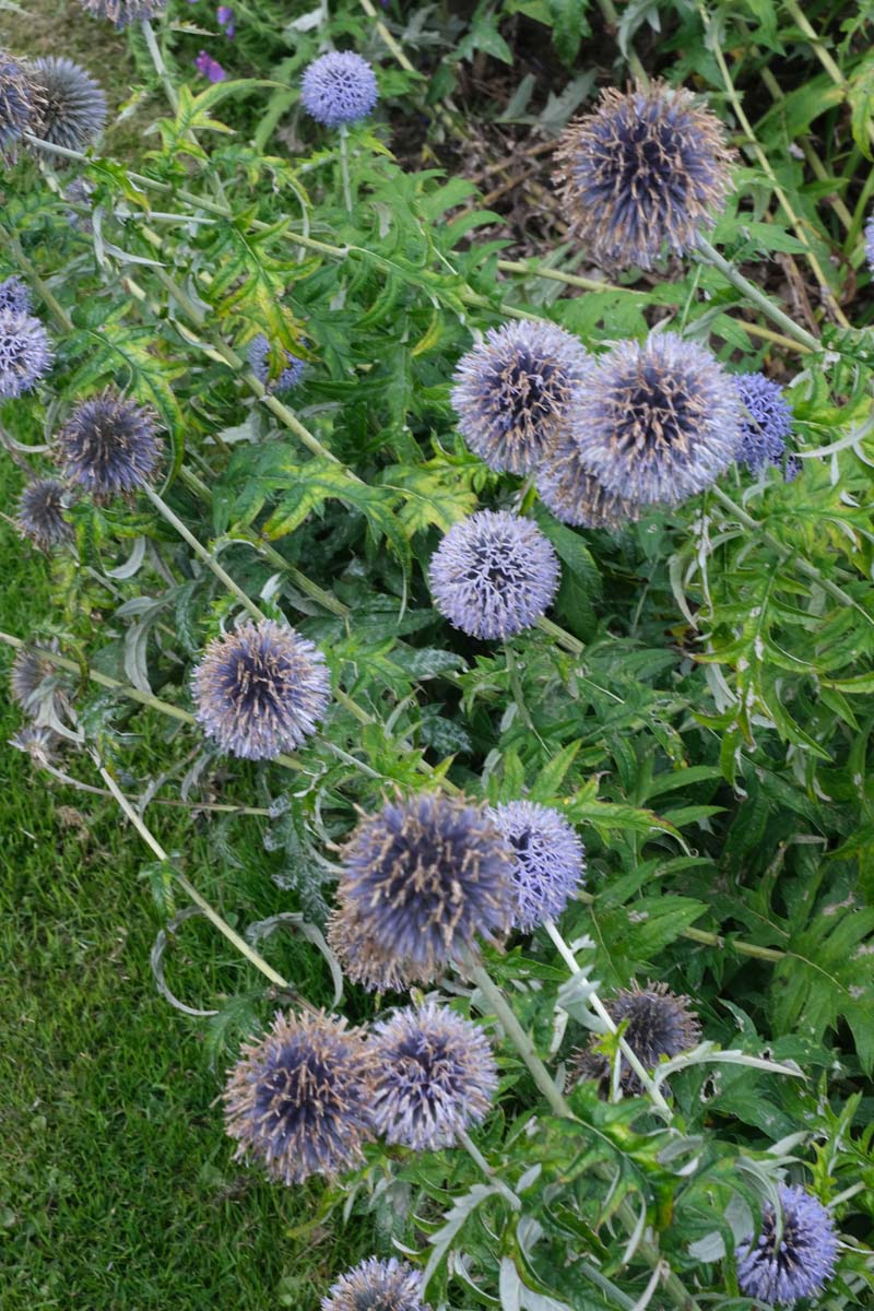 Echinops bannaticus bloem