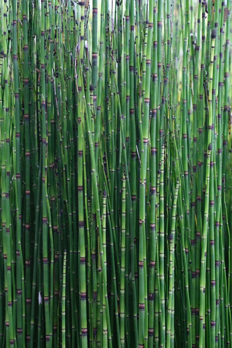 Equisetum hyemale 'Japonicum'