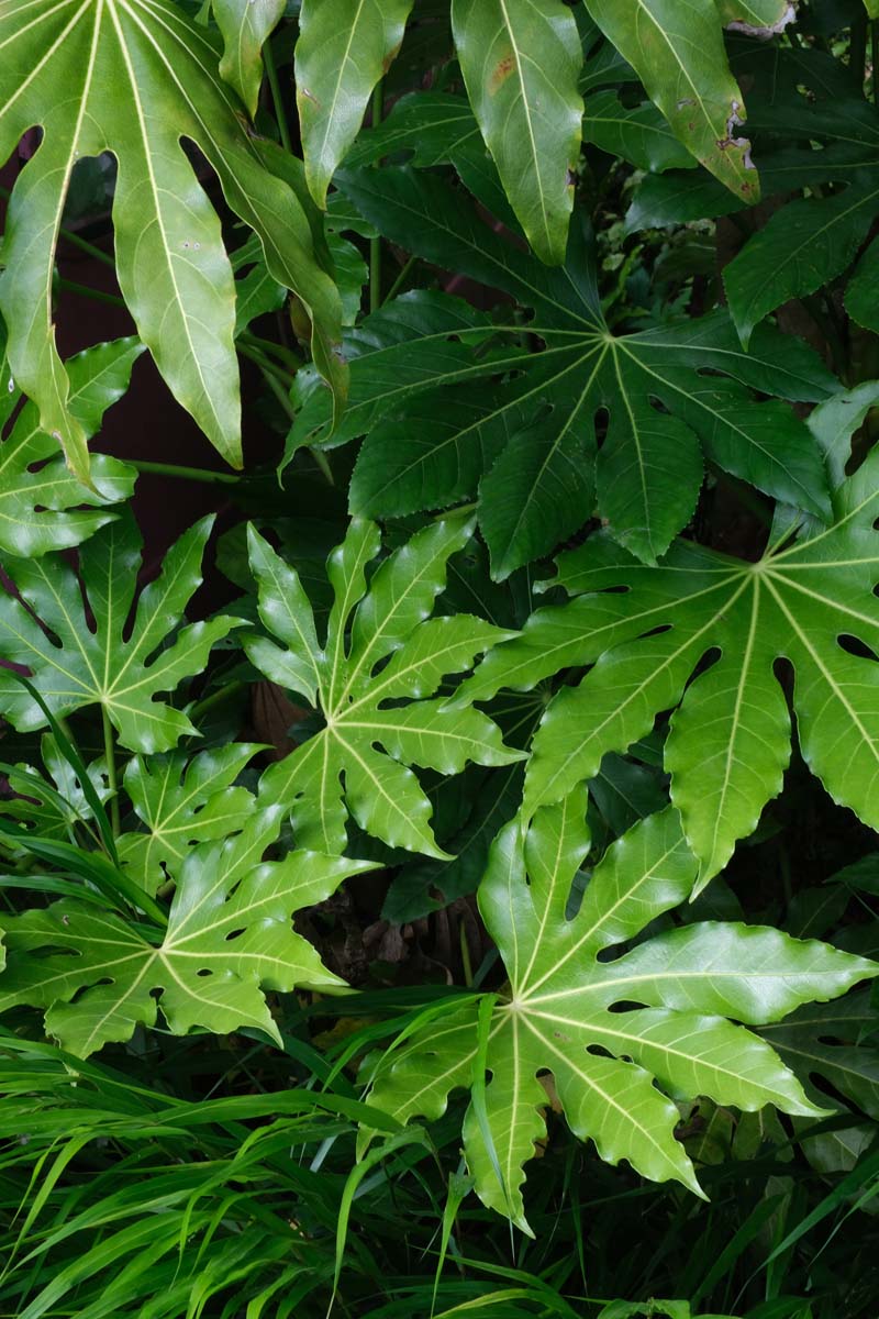 Fatsia japonica meerstammig / struik blad