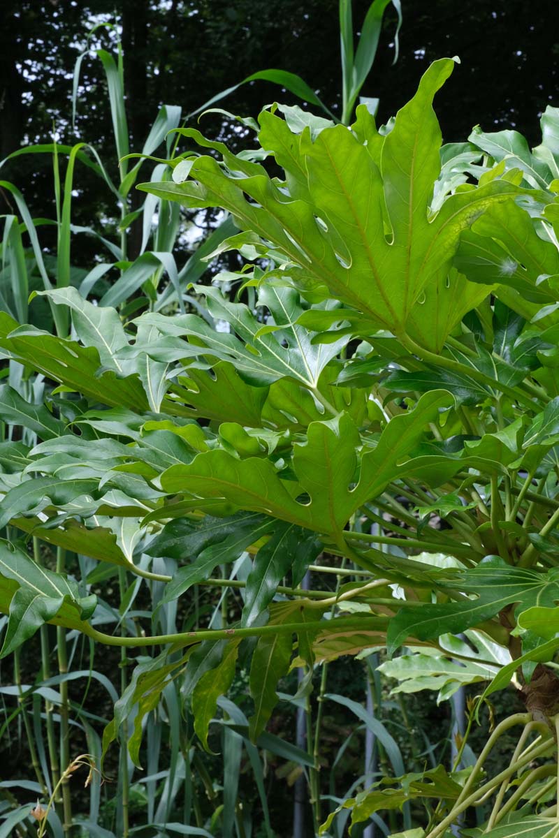 Fatsia japonica blad