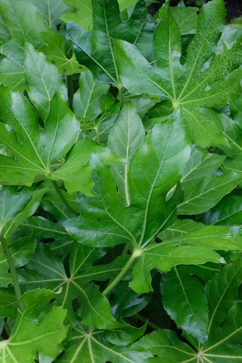 Fatsia japonica meerstammig / struik blad