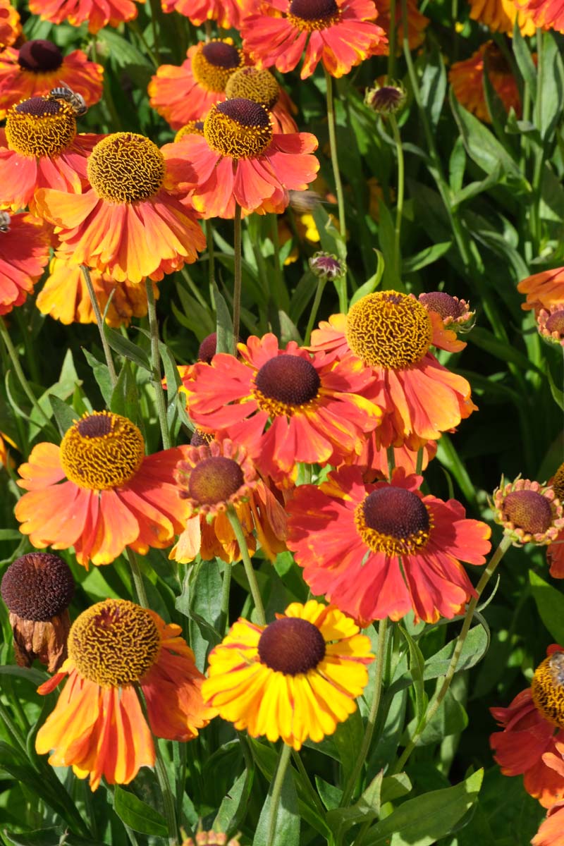 Helenium 'Moerheim Beauty' bloem