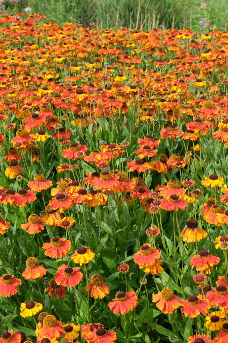 Helenium 'Moerheim Beauty' bloesem