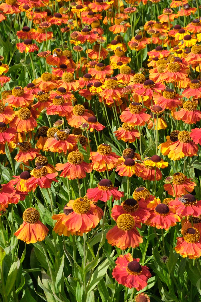 Helenium 'Moerheim Beauty' bloesem
