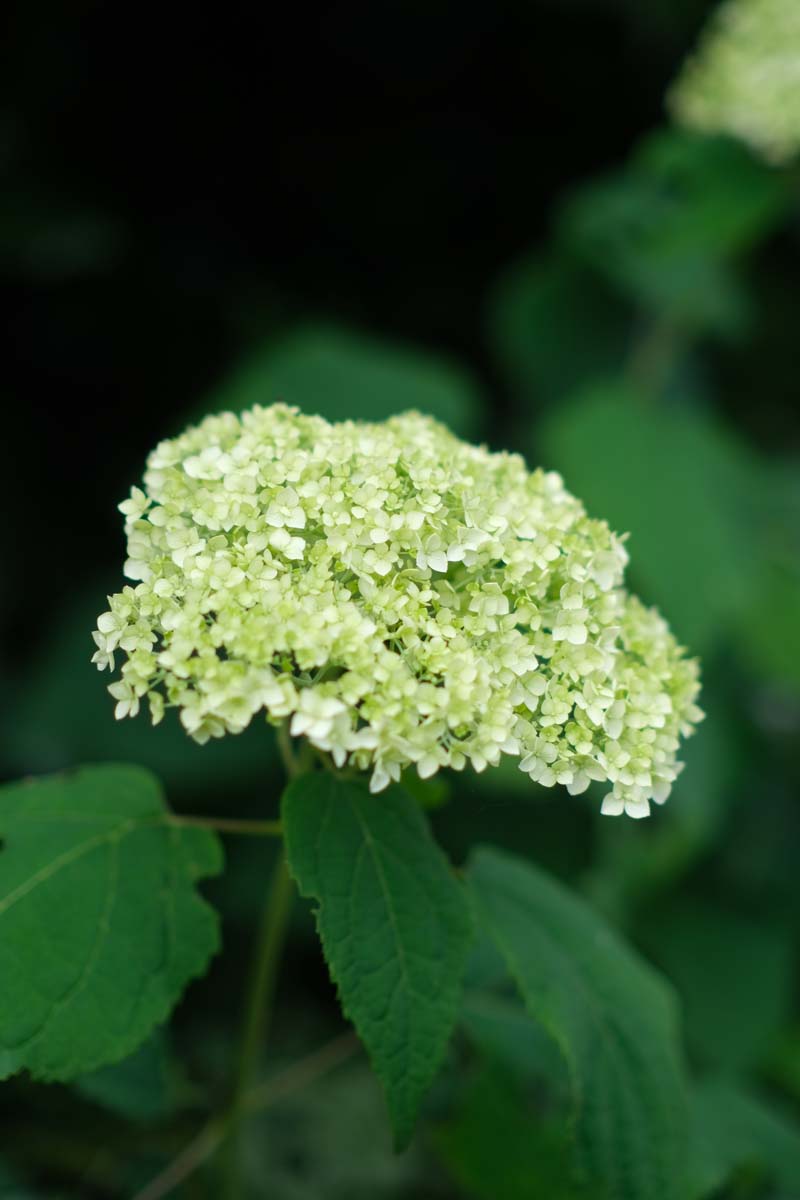 Hydrangea arborescens 'Annabelle' haagplant bloem