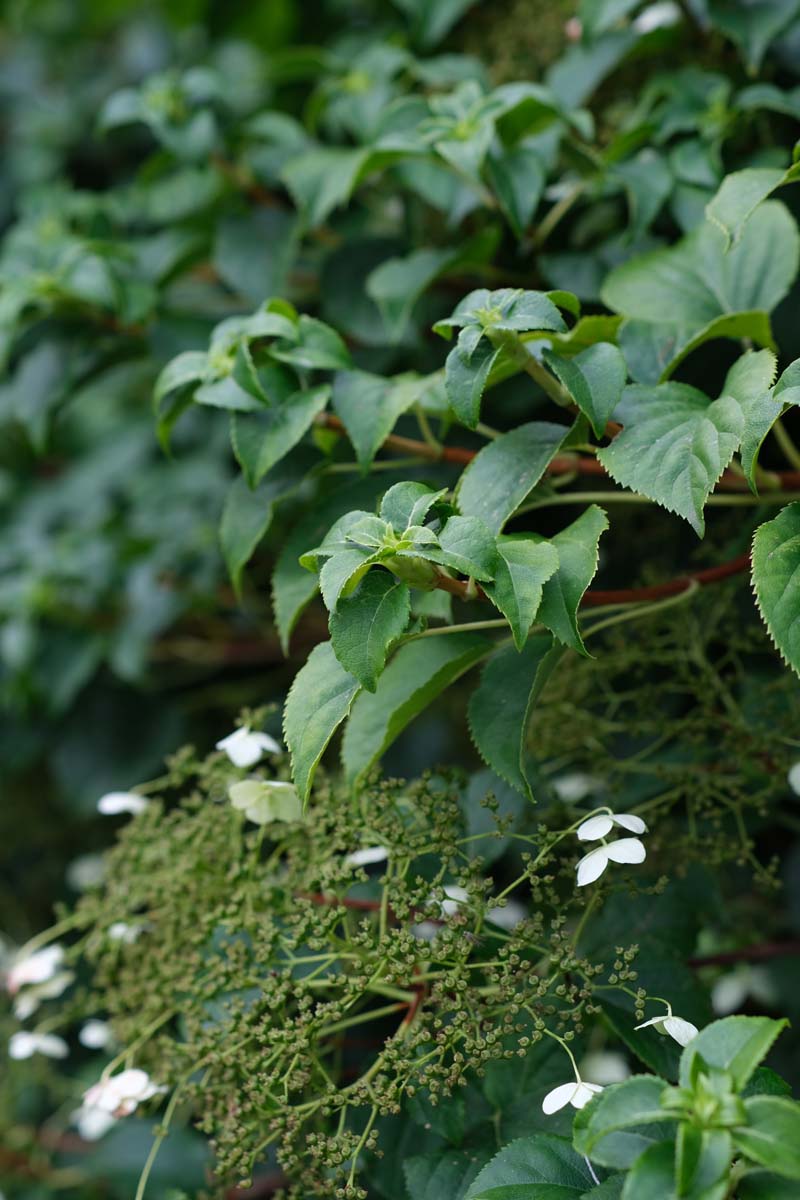 Hydrangea petiolaris meerstammig / struik blad